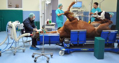 Anaesthetists sought for study into equine mortality